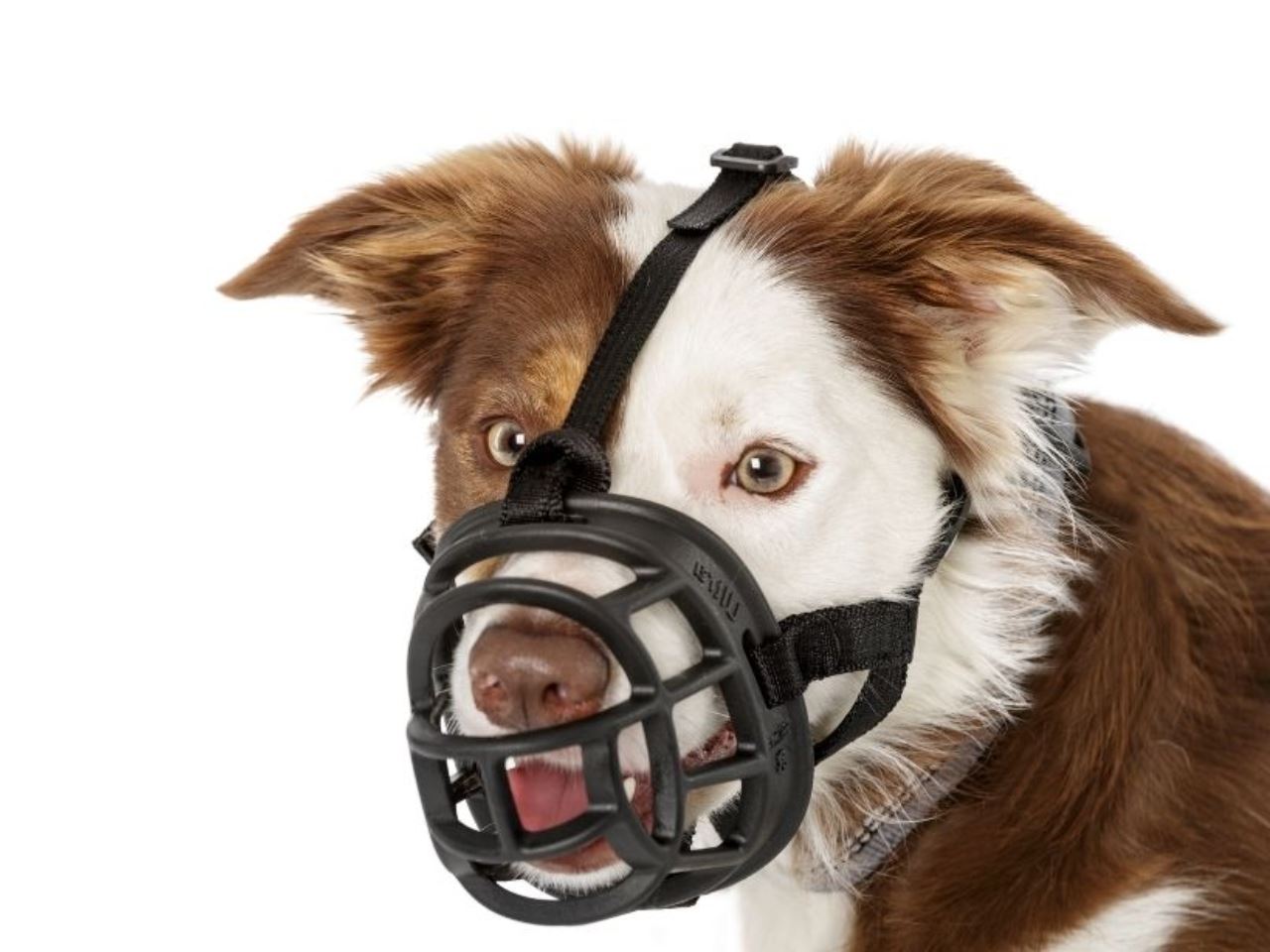 focinheira baskerville ultra muzzle