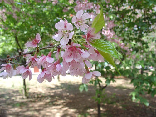 Cerejeira Flor