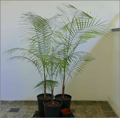 Palmeira Vendilhana